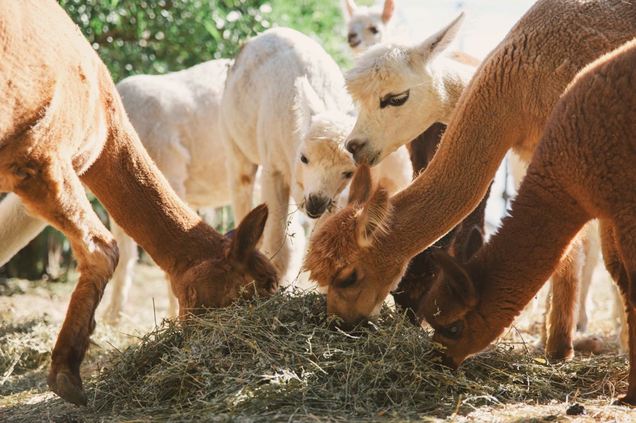 Les alpagas du domaine de Carles sont entrain de manger devant les yeux des mariés