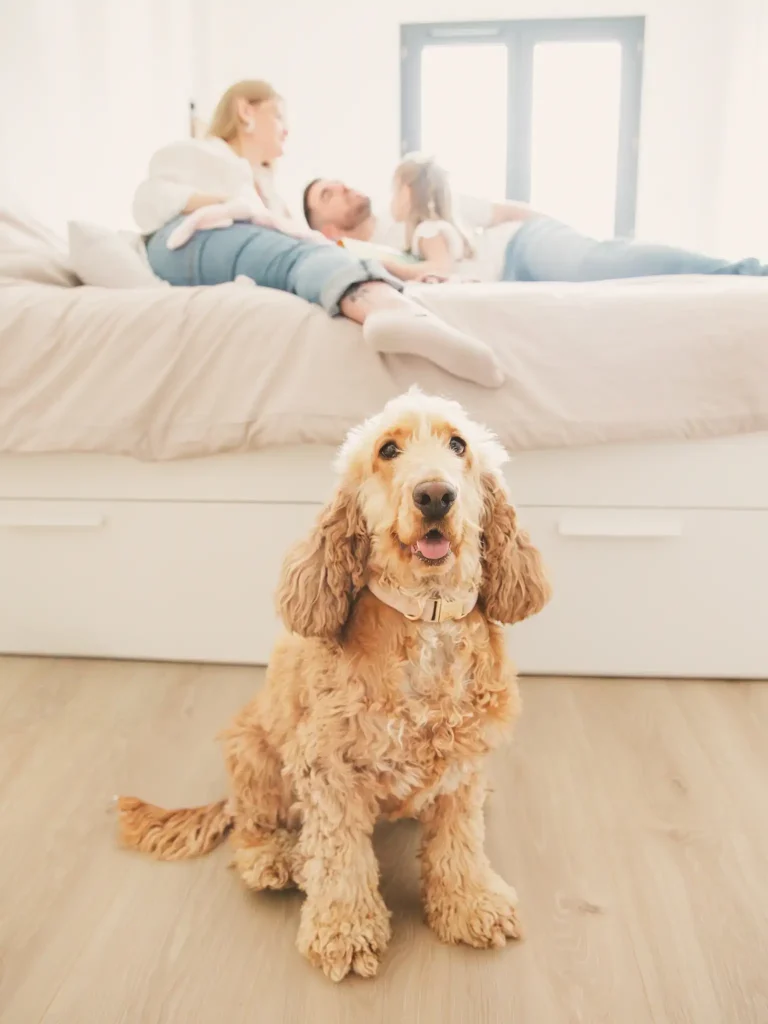Séance photo grossesse à Toulouse avec un chien qui attend patiemment sa famille au pied du lit